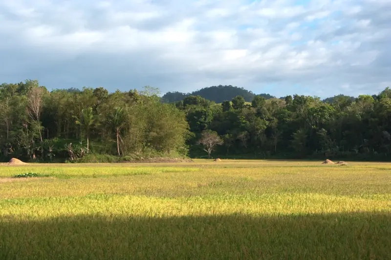Carmen, Fields in Bohol, Nature of Bohol Island, Philippines