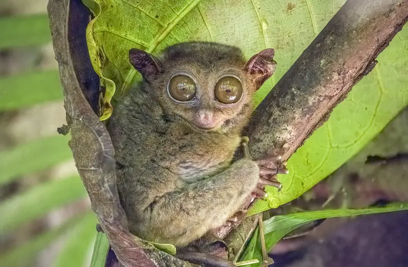 Philippine tarsier (Carlito syrichta fraterculus) Bohol