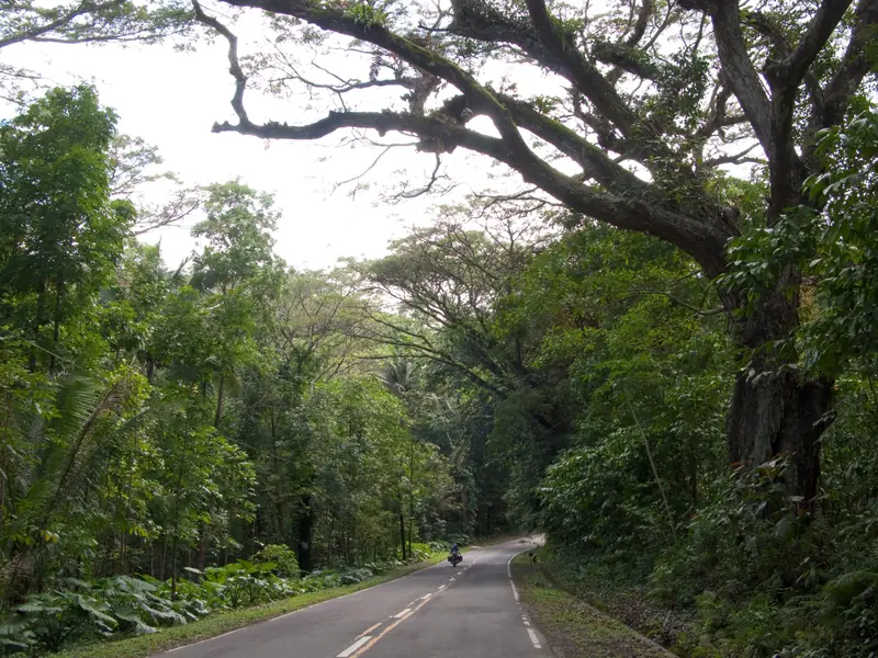 Forest road in Bohol, Philippines