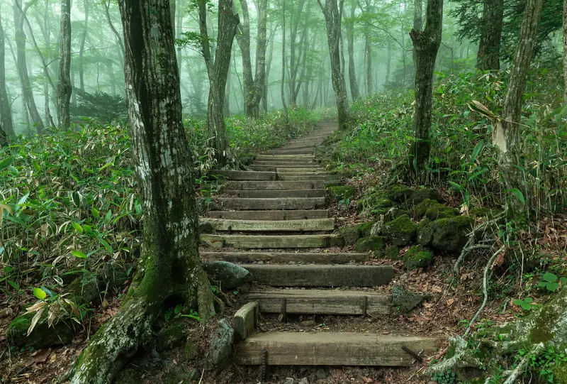 Wooden staircase steps in the forest of Hallasan Park Eorimok Trail at dusk on Jeju Island in South Korea