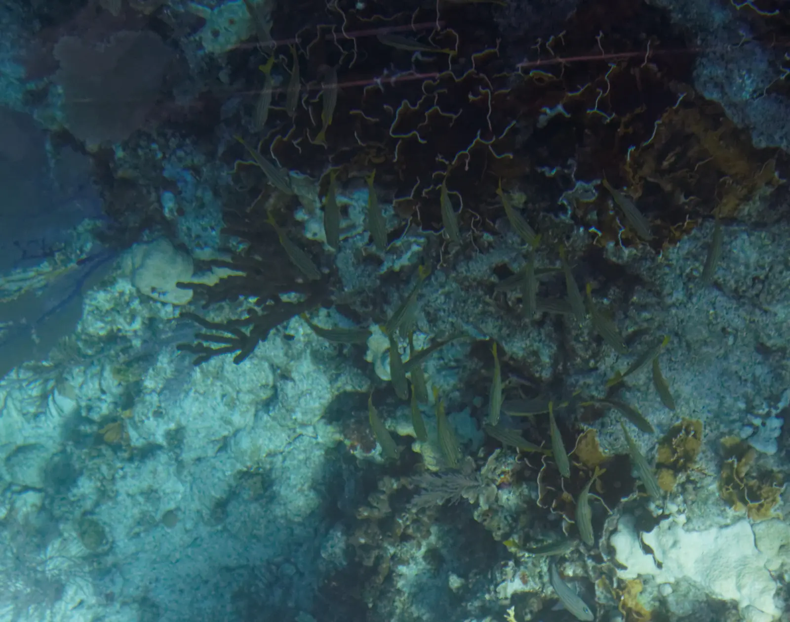 Coral and fish on the reef at John Pennekamp Coral Reef State Park