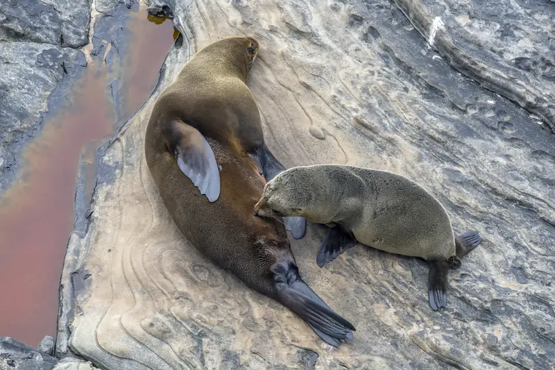 New Zealand fur seal (Arctocephalus forsteri) female with suckling pup Kangaroo Island