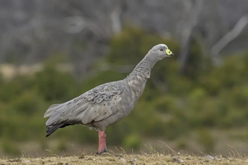 Cape Barren goose (Cereopsis novaehollandiae) Kangaroo Island