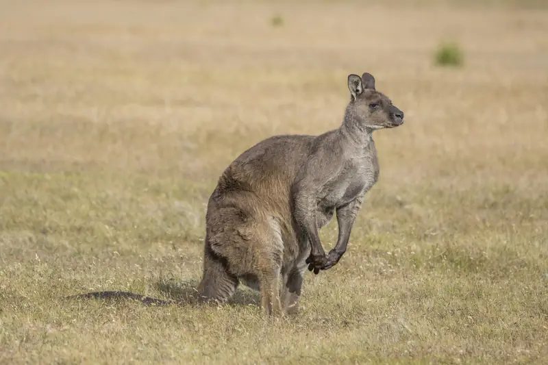 Kangaroo Island Western grey kangaroo (Macropus fuliginosus fuliginosus) male