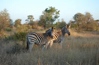 Kruger National Park, Mpumalanga and Limpopo, South Africa