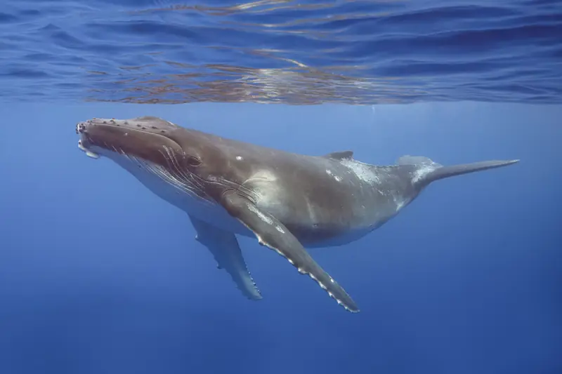 Humpback whale (Megaptera novaeangliae) calf Moorea