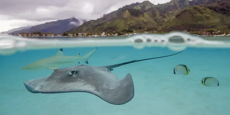Pink whipray (Pateobatis fai) Moorea
