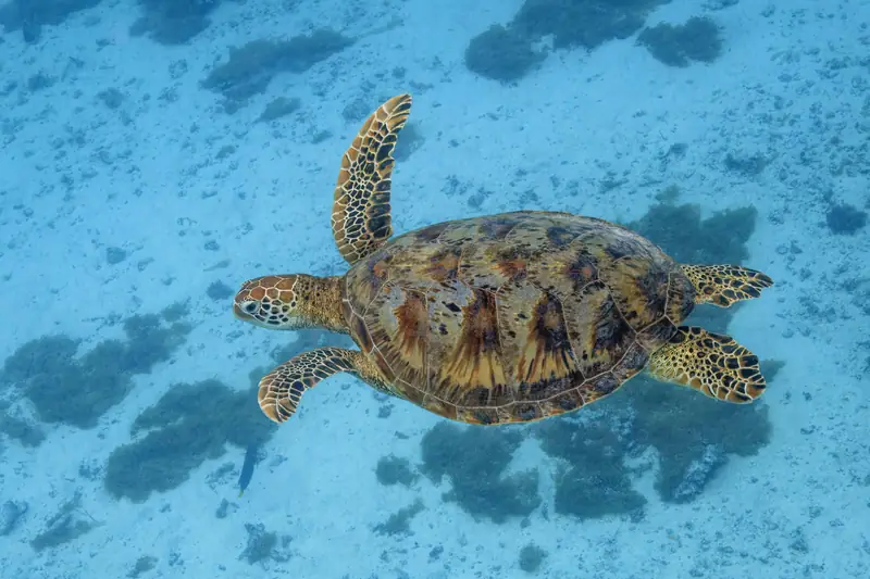 Green sea turtle (Chelonia mydas) Moorea