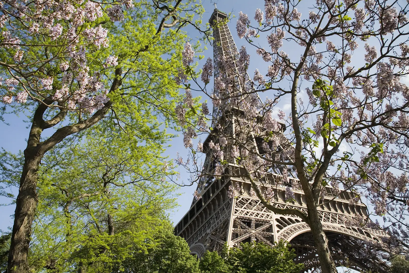 The Eiffel Tower framed by blossoming trees in spring