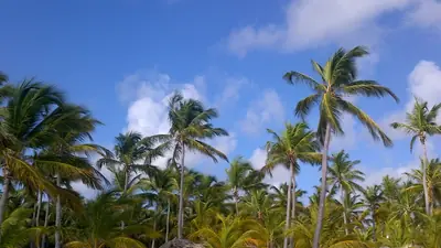 A palm-lined beach in Punta Cana