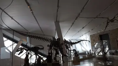 A Barosaurus skeleton in the Royal Ontario Museum's dinosaur gallery