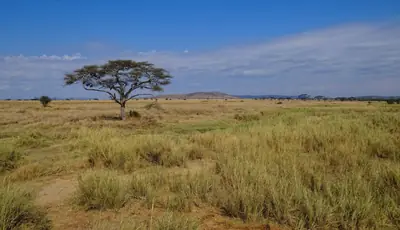 Serengeti National Park, Mara and Simiyu regions, Tanzania
