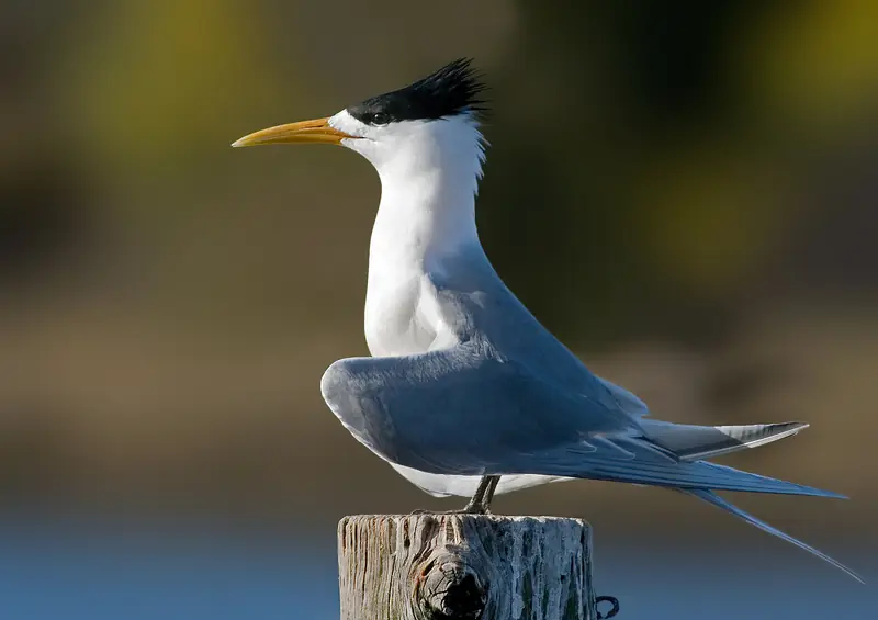Crested Tern Tasmania ()